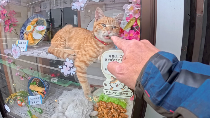 蕎麦屋の猫達