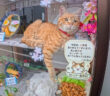 蕎麦屋の猫達