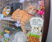 メニューはカツ丼、五目そば、茶トラ猫、カツカレー、天ぷらそば、白猫、焼肉定食。蕎麦屋さんのディスプレーに癒される