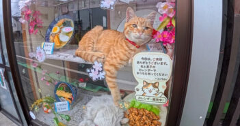 蕎麦屋の猫達