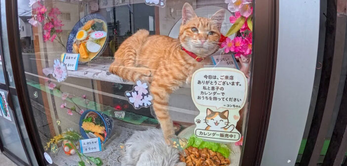 メニューはカツ丼、五目そば、茶トラ猫、カツカレー、天ぷらそば、白猫、焼肉定食。蕎麦屋さんのディスプレーに癒される