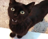 猛烈な勢いで話しかけてきた野良猫さん。どうやら伝えたいことがたくさんあったようで、勢い良く迫ってきた (*ﾟ0ﾟ)！