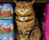 6年間毎日、スーパーでお客さんを迎えてきた猫。天国へと旅立った後も、お客さんの心に笑顔を届け続ける