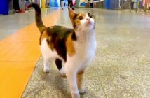 地下鉄の駅の構内を歩く猫