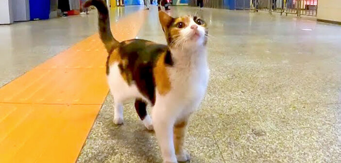 地下鉄の駅の構内を歩く猫