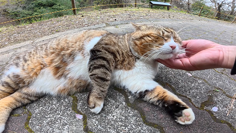 ナデナデされる猫
