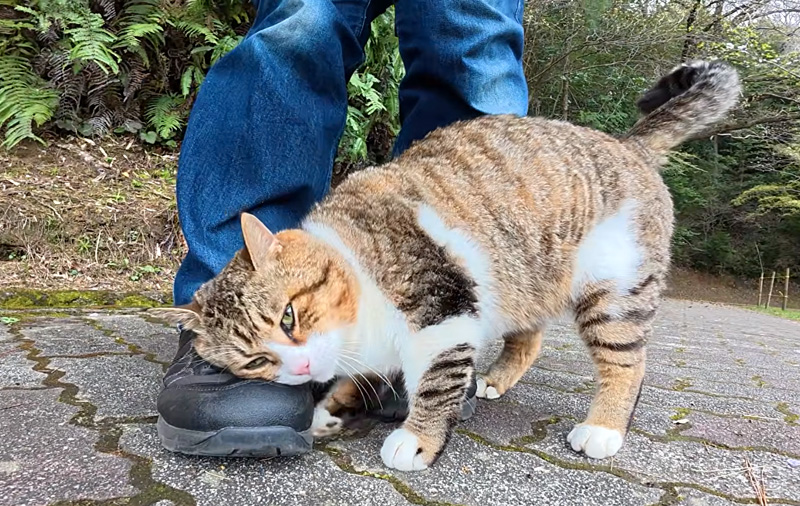 猛烈にスリスリする猫