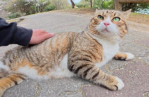 ナデナデされる猫
