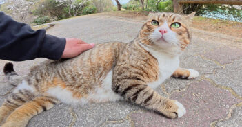 ナデナデされる猫