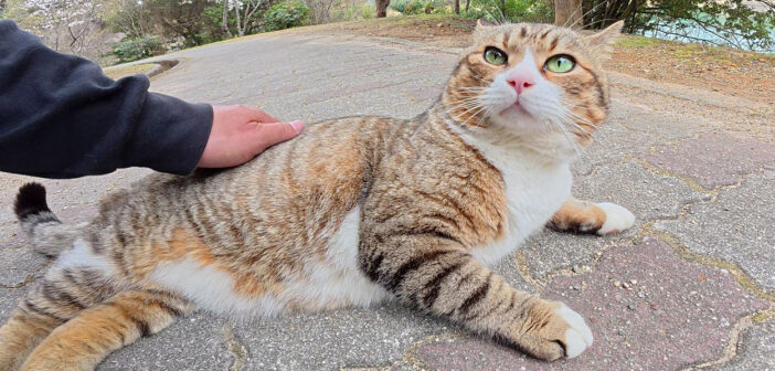 ナデナデされる猫