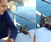 男性の食事中にコッソリと魚を盗もうとした猫。その瞬間にお互いの視線がバチッと合って、ふたりはそのまま家族になる！