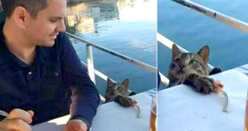 男性の食事中にコッソリと魚を盗もうとした猫。その瞬間にお互いの視線がバチッと合って、ふたりはそのまま家族になる! 男性と猫