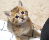 よちよち歩きの子猫が「遊ぼうよ〜」と誘いにきた♪ あどけない表情で甘えてくる姿に思わず胸がキュンとする ( *´艸｀)♡