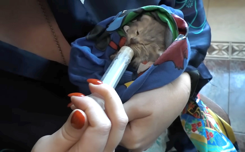 ご飯を食べる子猫