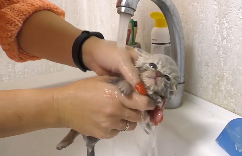 初めてお風呂に入った子猫