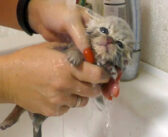 弱っていた保護子猫を蘇らせて初めてのお風呂へ… 温かいお湯に幸せを感じて、徐々に元気を取り戻していく姿に心が温まる