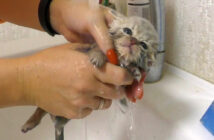 初めてお風呂に入った子猫