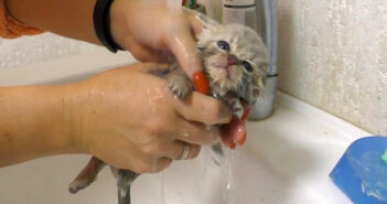 弱っていた保護子猫を蘇らせて初めてのお風呂へ… 温かいお湯に幸せを感じて、徐々に元気を取り戻していく姿に心が温まる 初めてお風呂に入った子猫