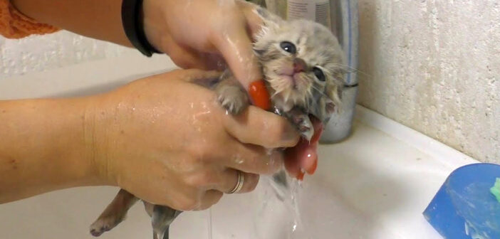 弱っていた保護子猫を蘇らせて初めてのお風呂へ… 温かいお湯に幸せを感じて、徐々に元気を取り戻していく姿に心が温まる