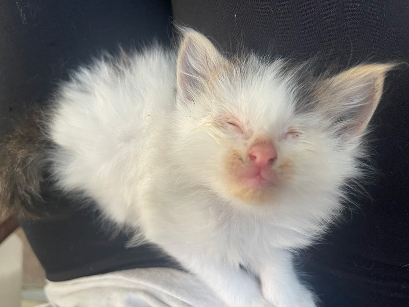 目が開かなかった保護子猫