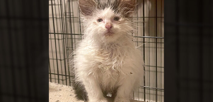 予想外の成長を遂げた子猫