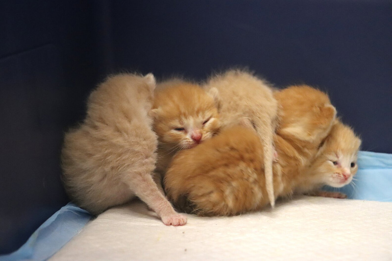 親のいない6匹の保護子猫達