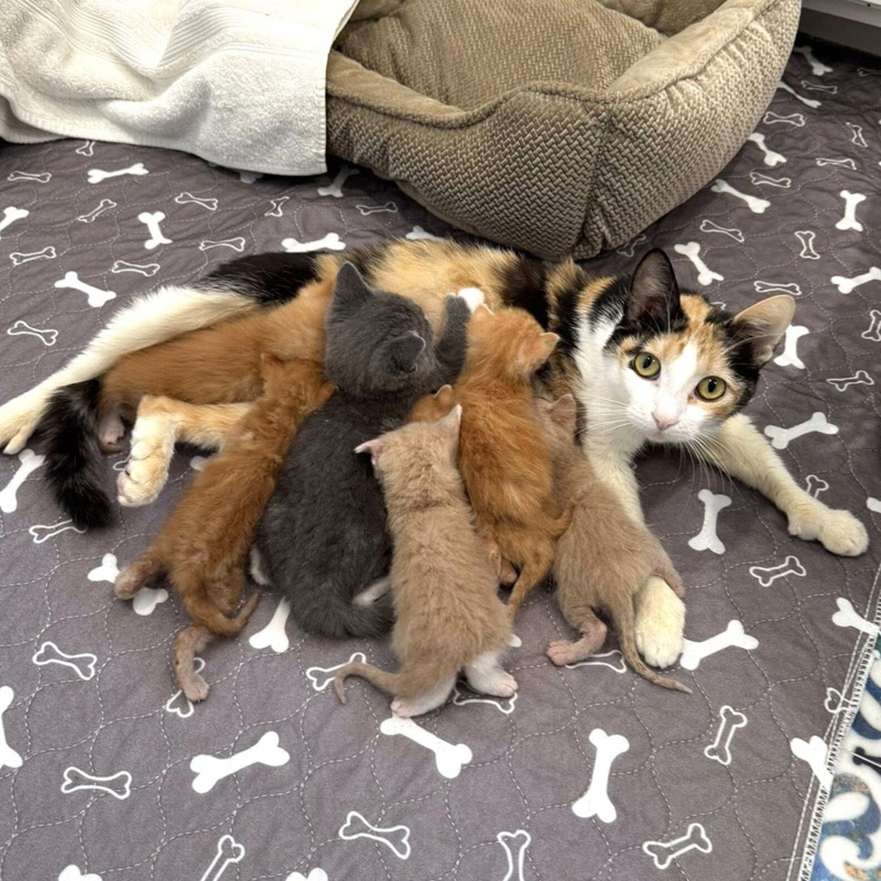 保護子猫達を受け入れた母猫