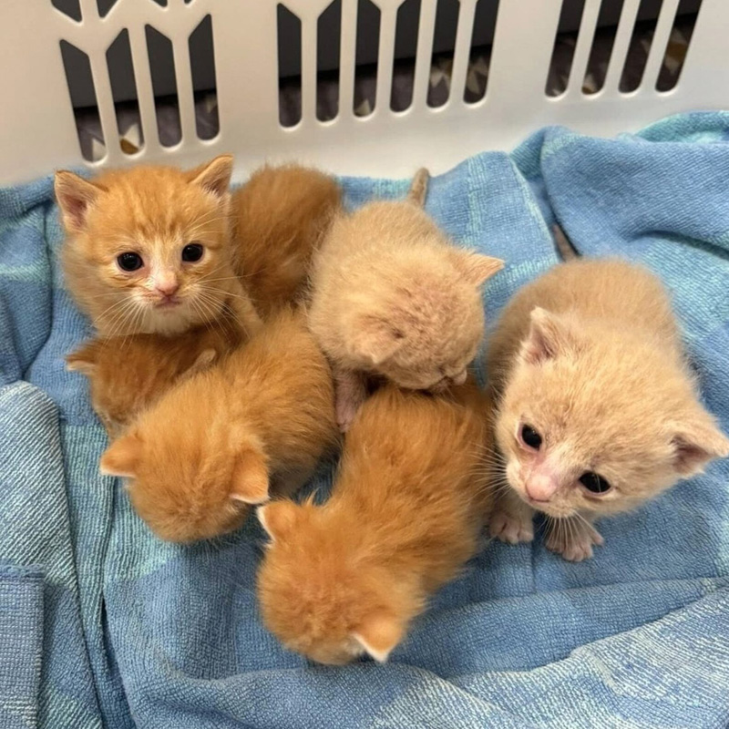成長した子猫達
