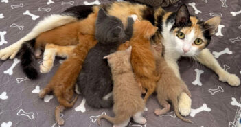 7匹の子猫達に愛情を注ぐ母猫