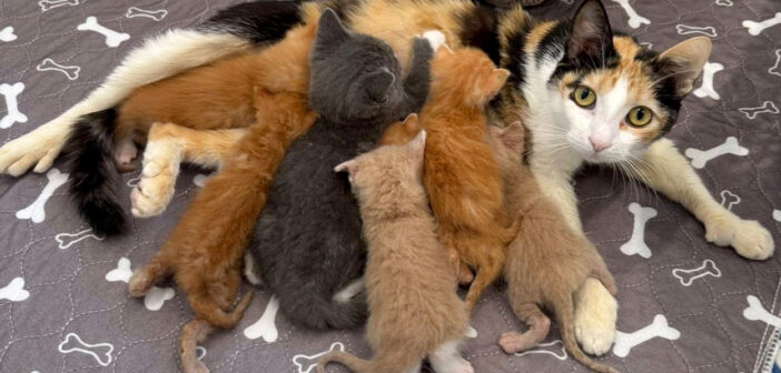 1匹の小さな子猫を連れて保護施設にやって来た母猫。最終的に7匹の子猫達を抱きしめて、惜しみない愛情を注ぐことに
