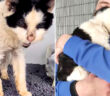 飼い主さんと再会した老猫