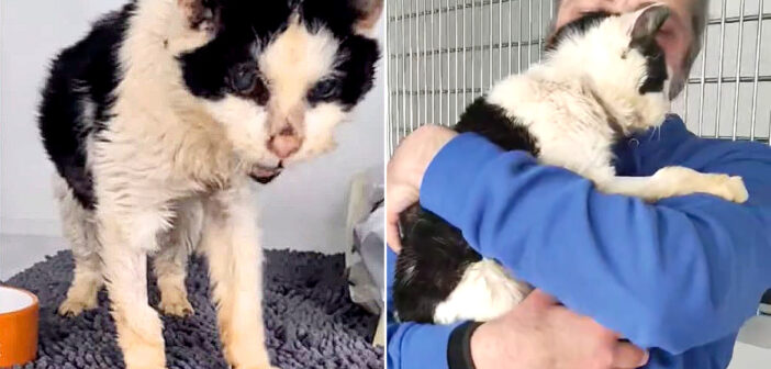飼い主さんと再会した老猫