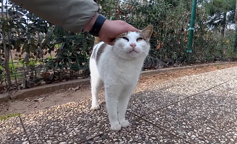 6年前に友達になった猫
