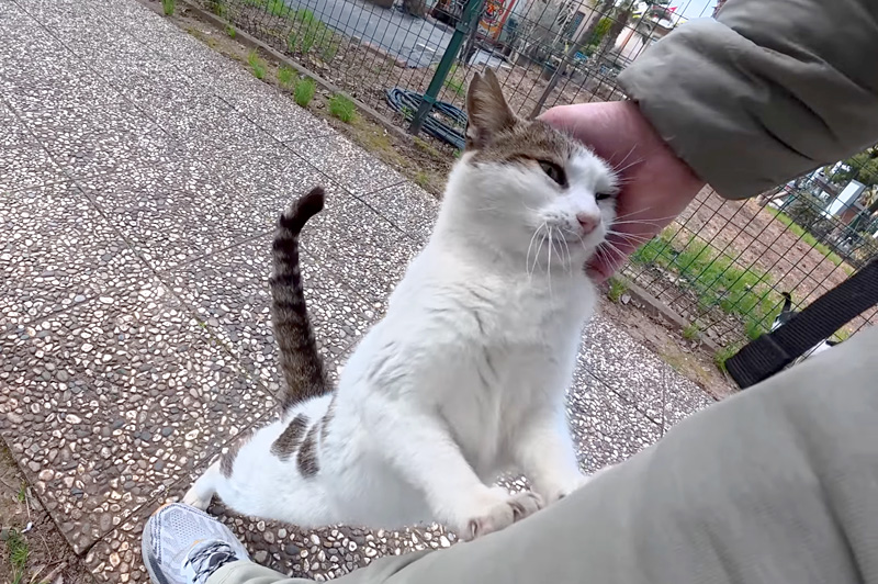 2週間ぶりに会った猫