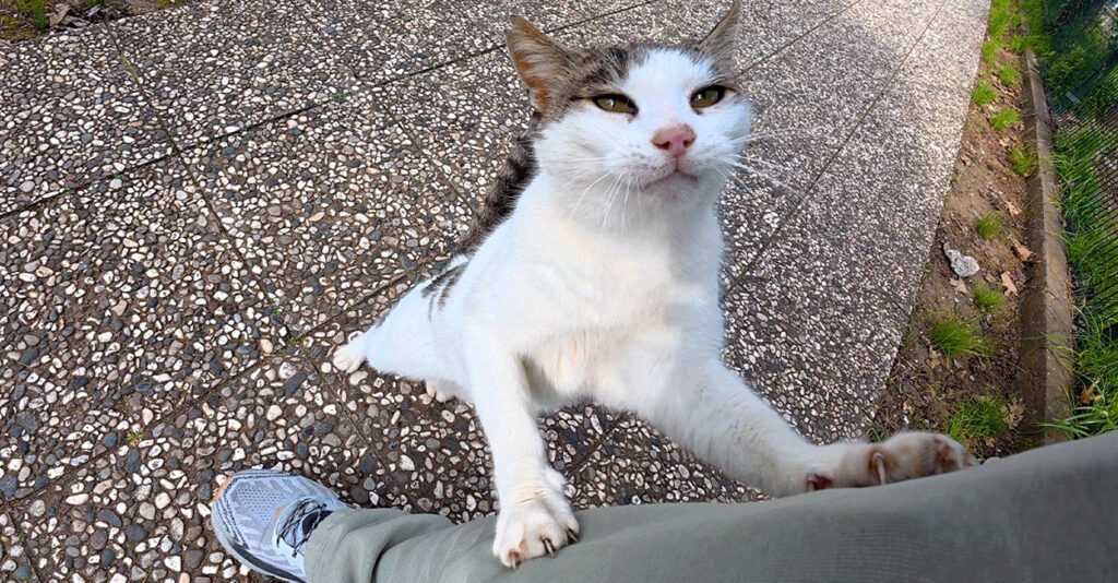 6年前に友達になった野良猫に、2週間ぶりに会いに行くと… 全力でお