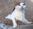 2週間ぶりに会った猫