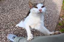 2週間ぶりに会った猫