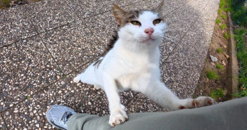 2週間ぶりに会った猫