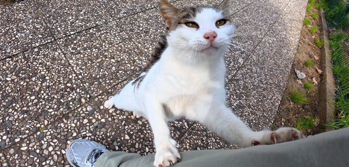 2週間ぶりに会った猫
