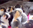 8匹の子猫を育てる母猫