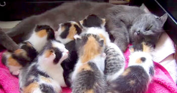 8匹の子猫を育てる母猫