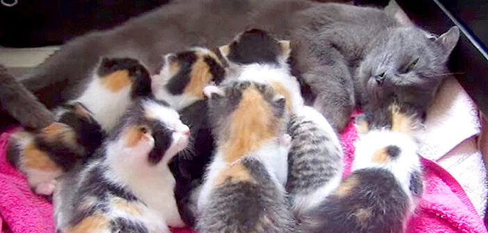 8匹の子猫を育てる母猫