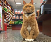 9年間、毎日店頭に立ってお客さんを迎え続けてきた猫さん。みんなの人気者になって、いつの間にか猫店長になる♪