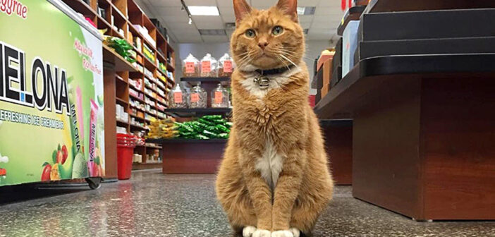 9年間、毎日店頭に立ってお客さんを迎え続けてきた猫さん。みんなの人気者になって、いつの間にか猫店長になる♪