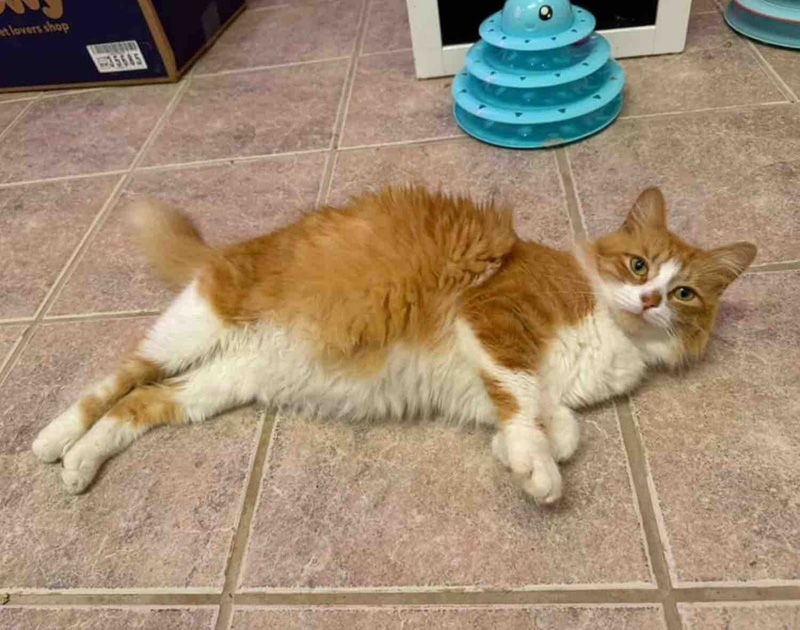 保護された妊娠中の猫