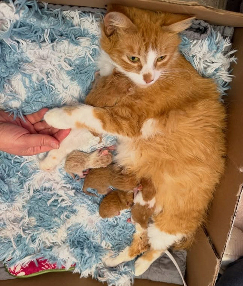 子猫達を出産した母猫