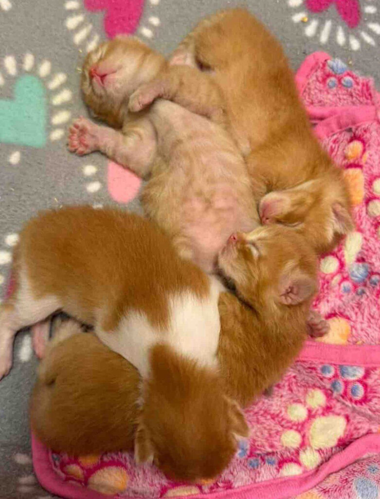 生まれた子猫達