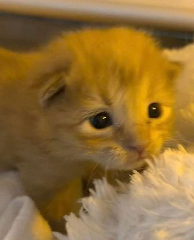 保護された子猫