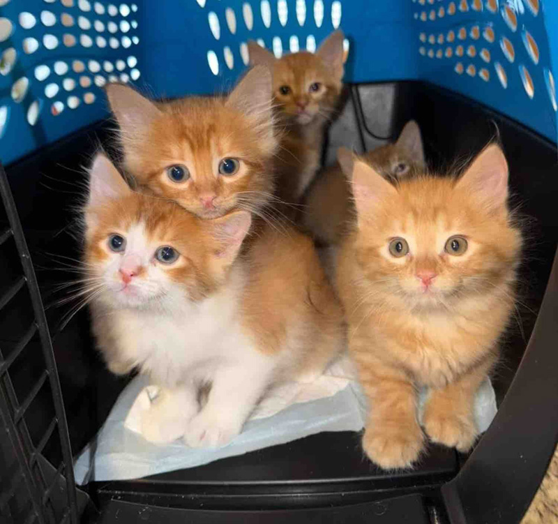 成長した子猫達