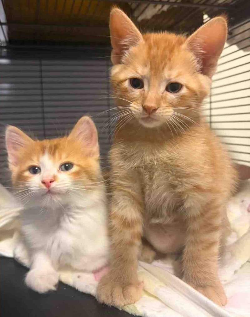 大きくなった子猫達